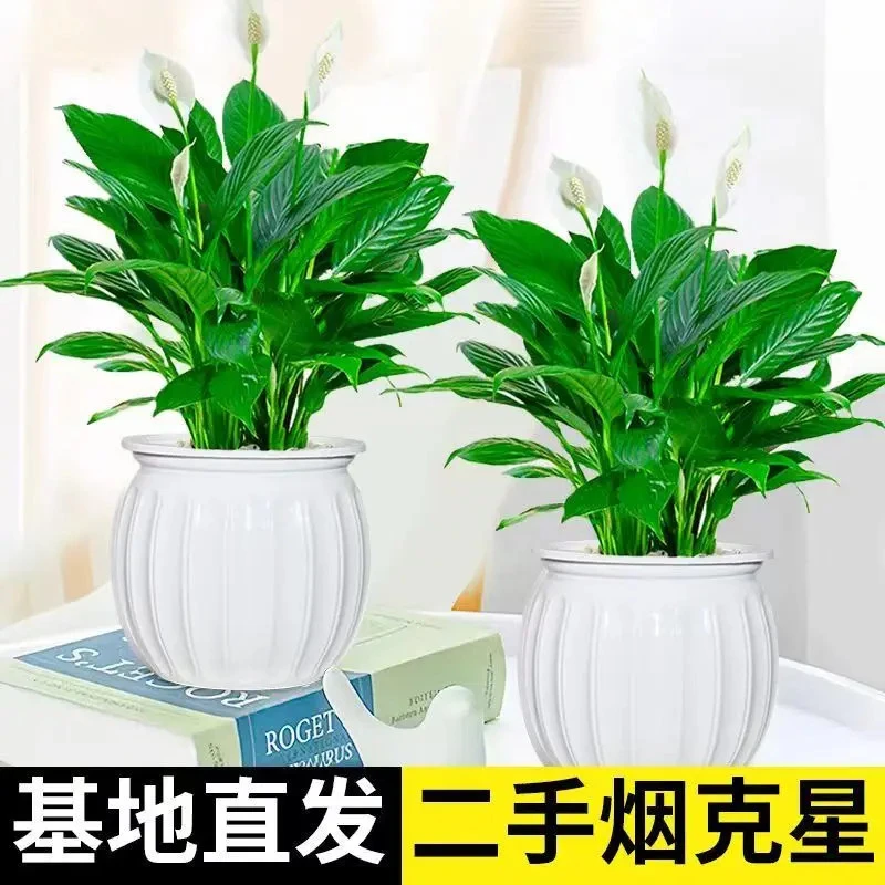 白掌盆栽一帆风顺水培植物室内好养花卉大盆绿植水养红掌四季易活