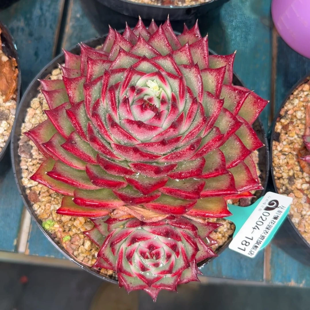 多肉一物一拍0204-181