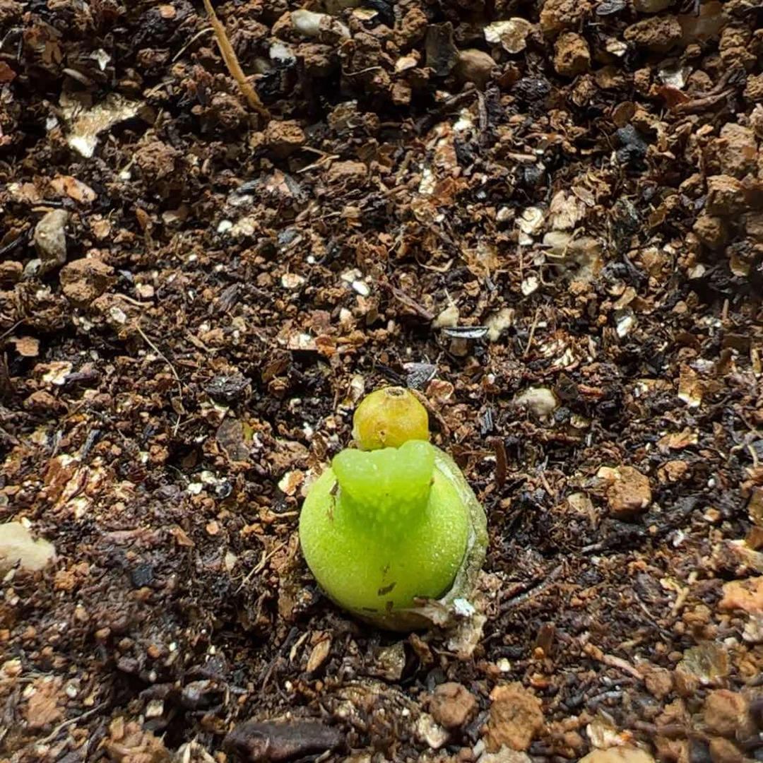 网**女多肉植物百科60，