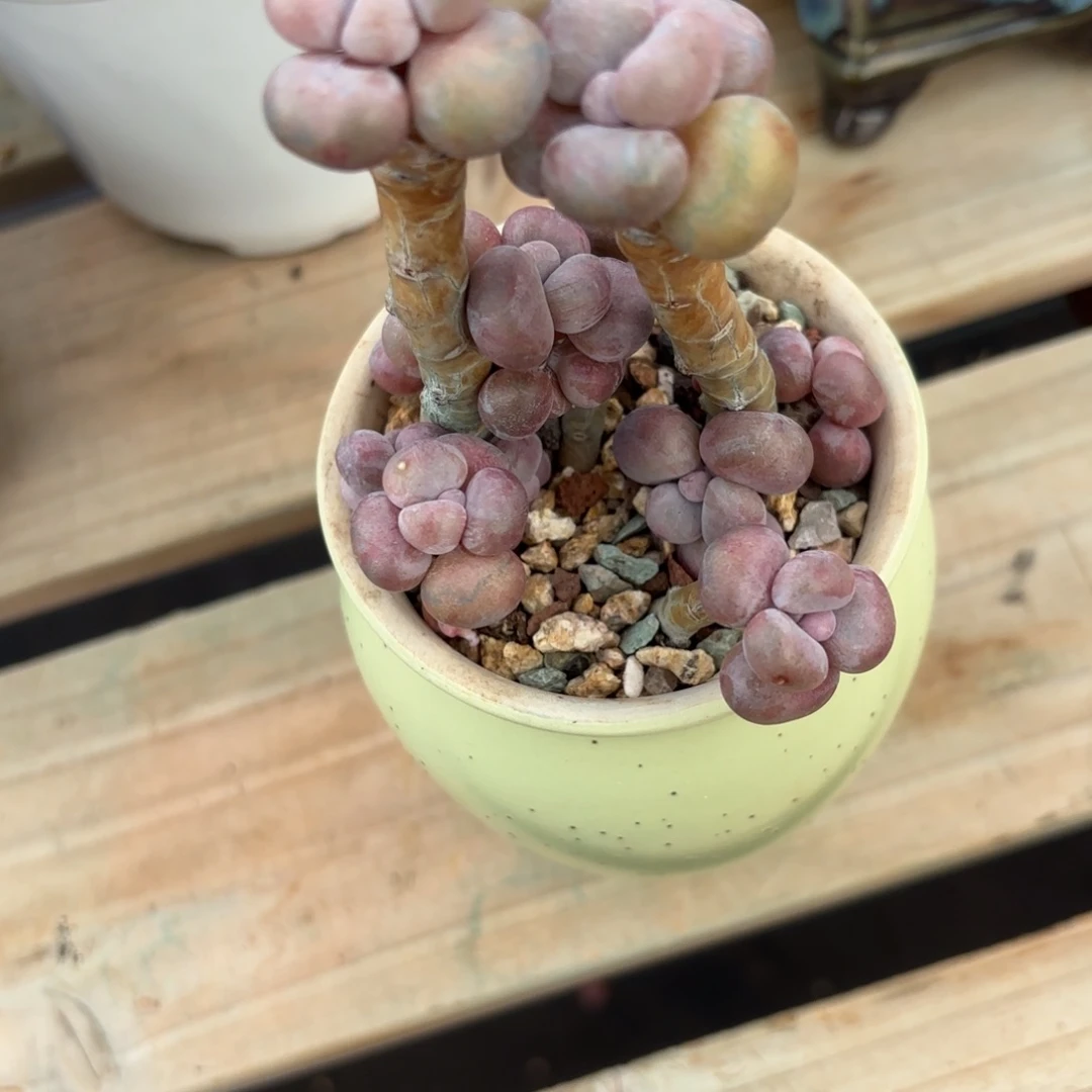 胭脂精品多肉桃蛋004