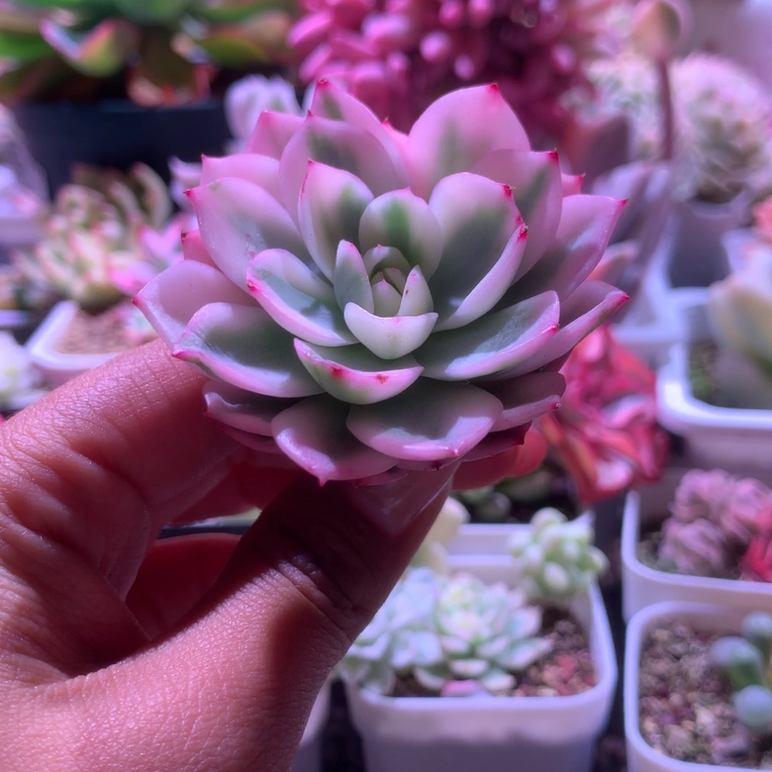 粉水晶覆轮锦砍头有杆子