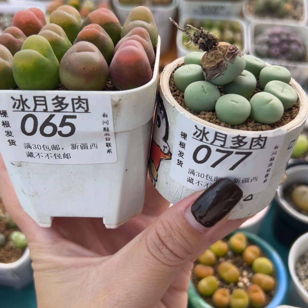 065。077两盆裸根发货