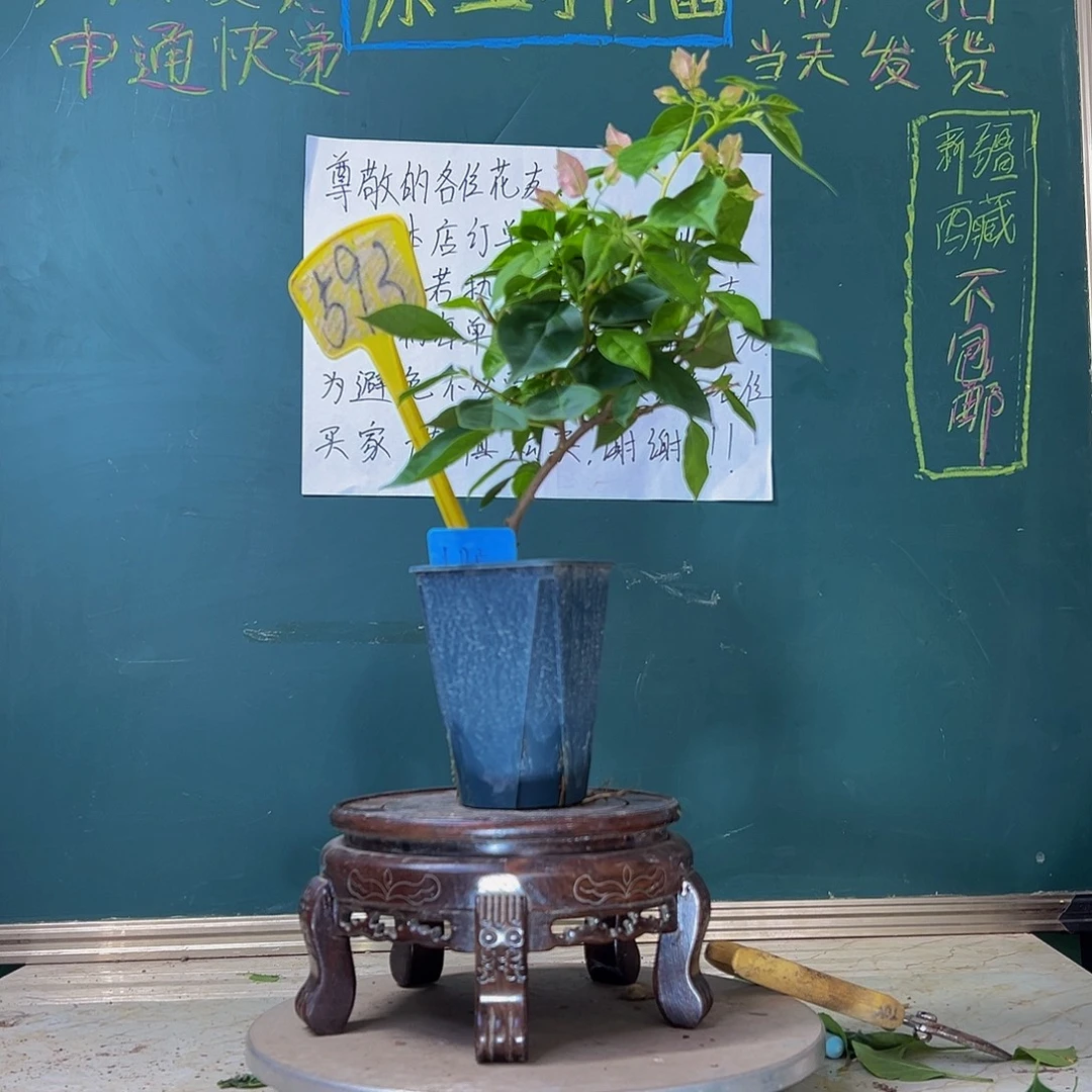 当前无花栽培后可以开花  暗斑水晶 方盆 593