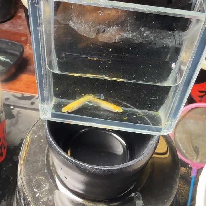 青鳉鱼125号拍品金泊舞蝶