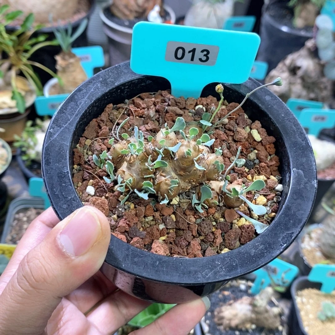 格加厚炖菊一个多肉