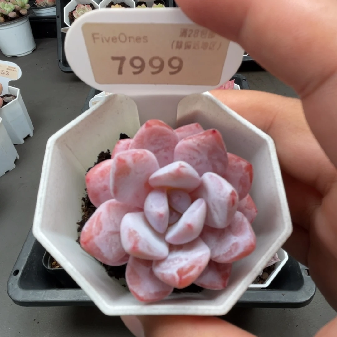 7999冰橙 4.0厘米