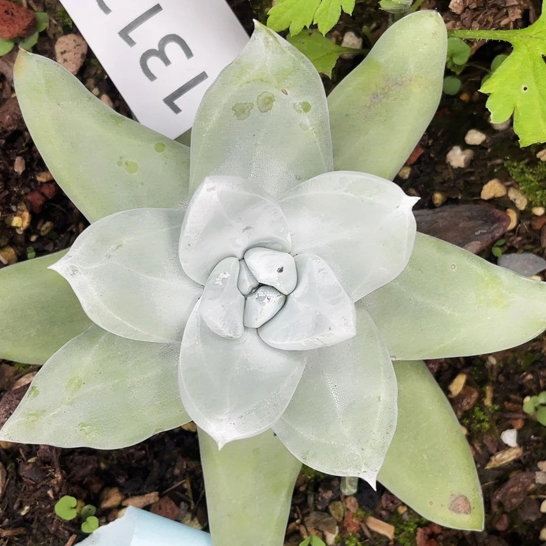 大花朵帕翠莎量拍1313