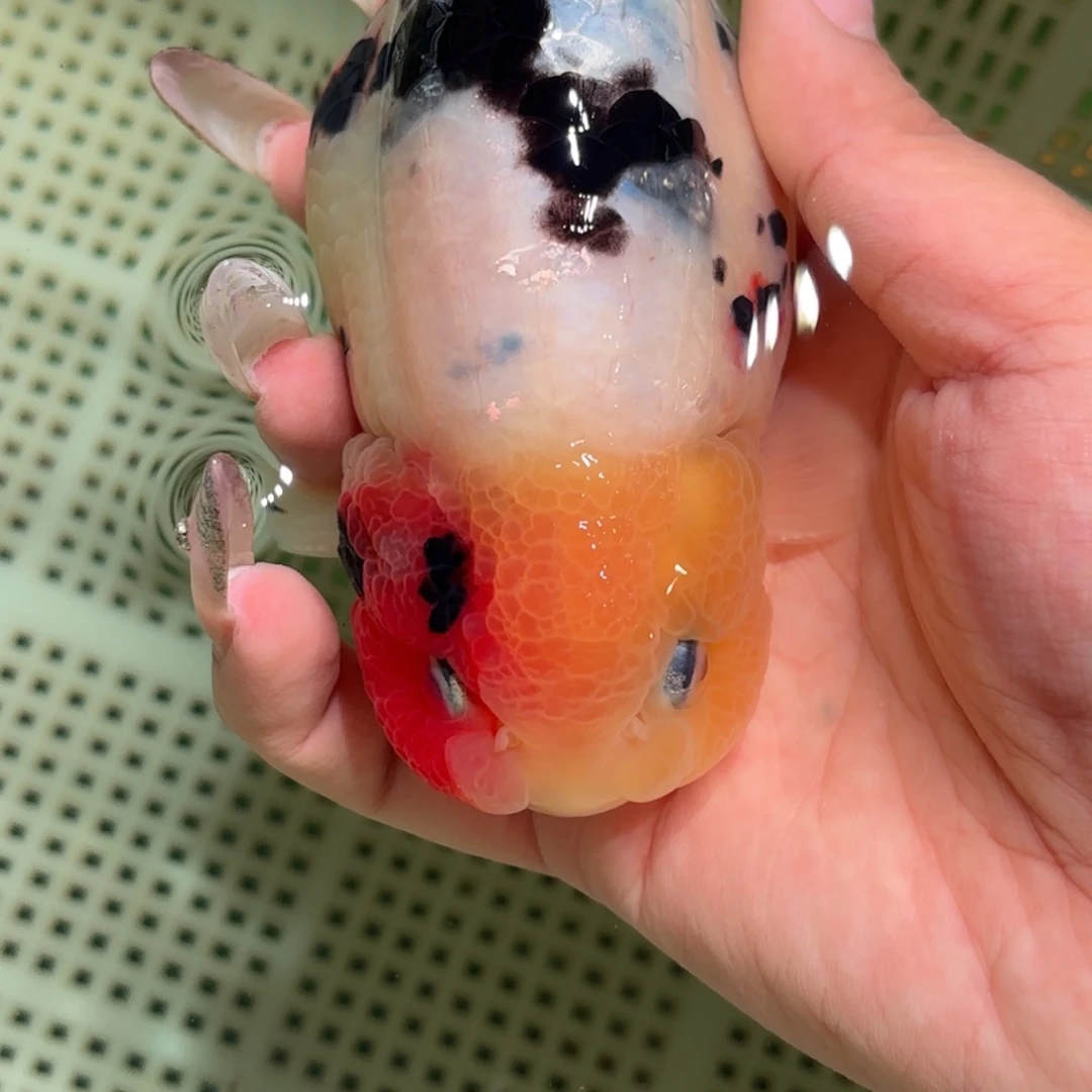 L***e金鱼拍包装包邮，不拍包装运费到付