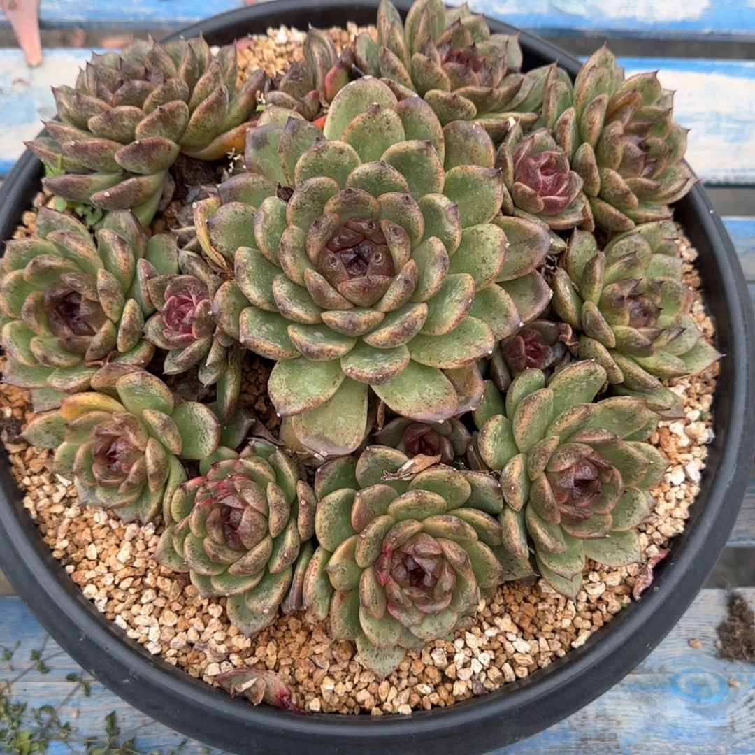 多肉植物多肉植物