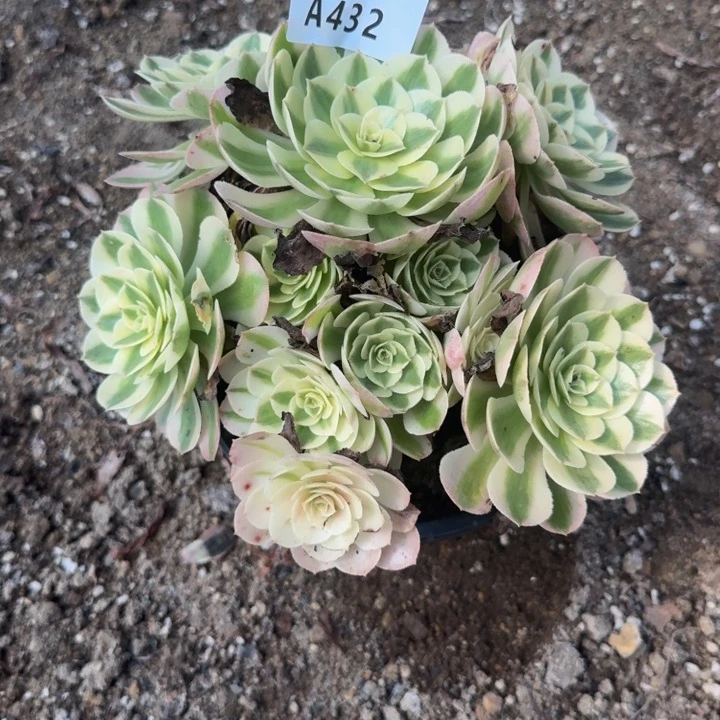 432荔枝。多肉植物