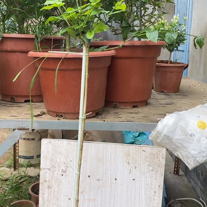 张***伢全部花苞单板笔尖茉莉花