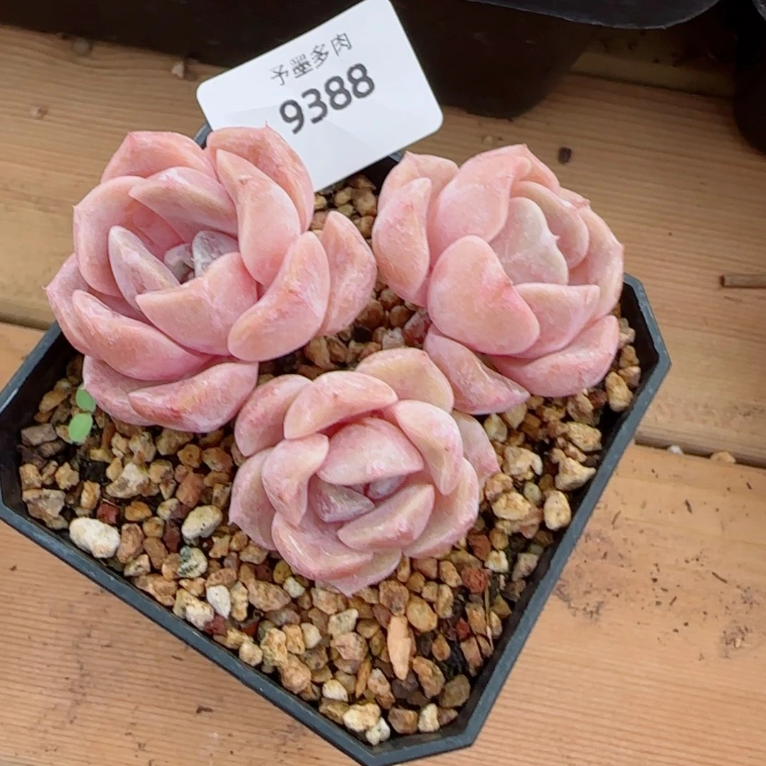 汉堡无砍，9388多肉植物