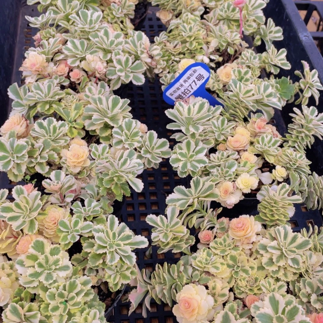 量拍77号 亚特兰蒂斯锦一盆