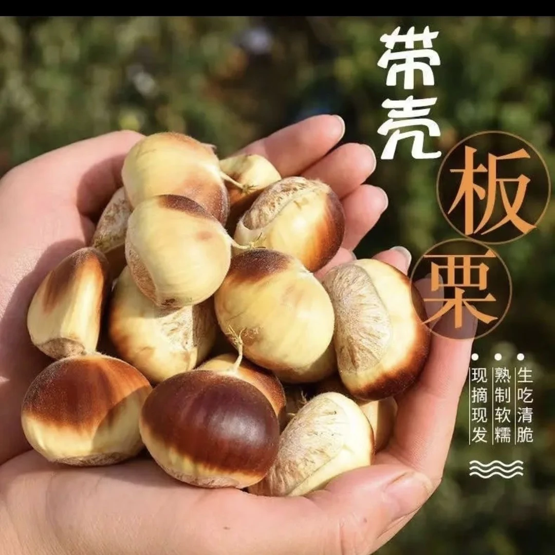 （顺丰包邮中大果）信阳新鲜白花壳板栗生吃脆烧鸡焖鸭做菜熟吃粉糯