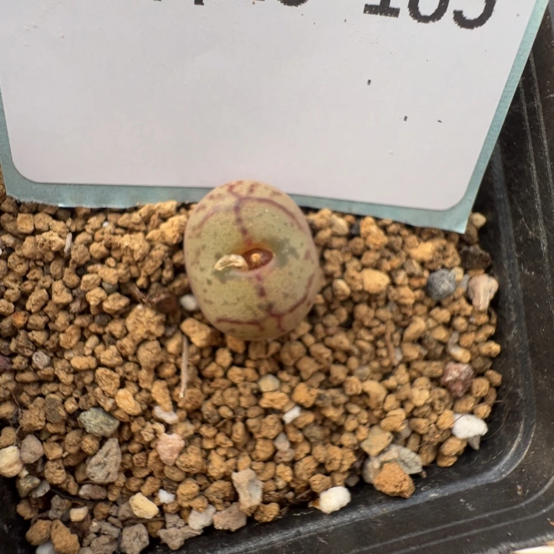 15-185肉锥多肉植物