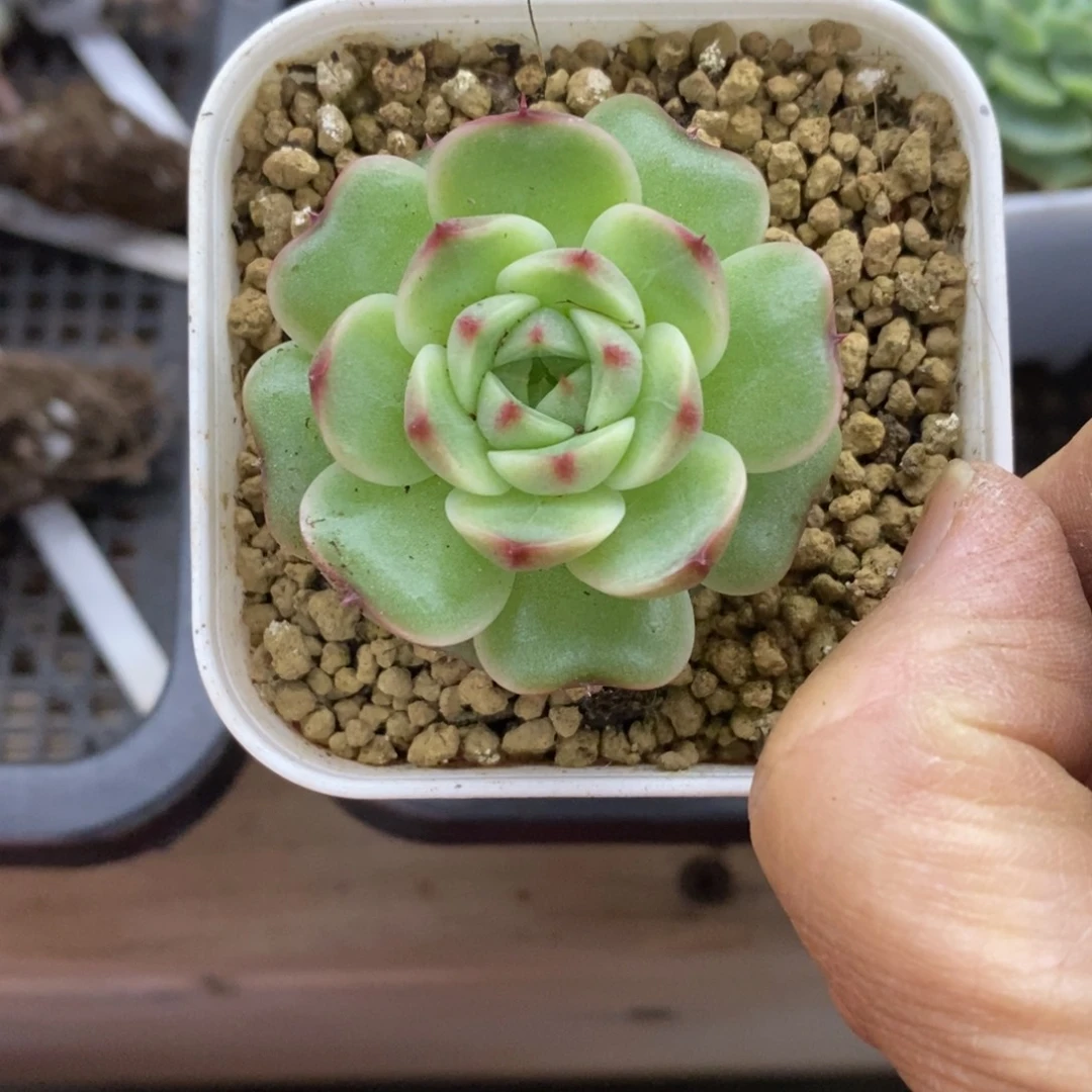 精品多肉一物一拍不包整221