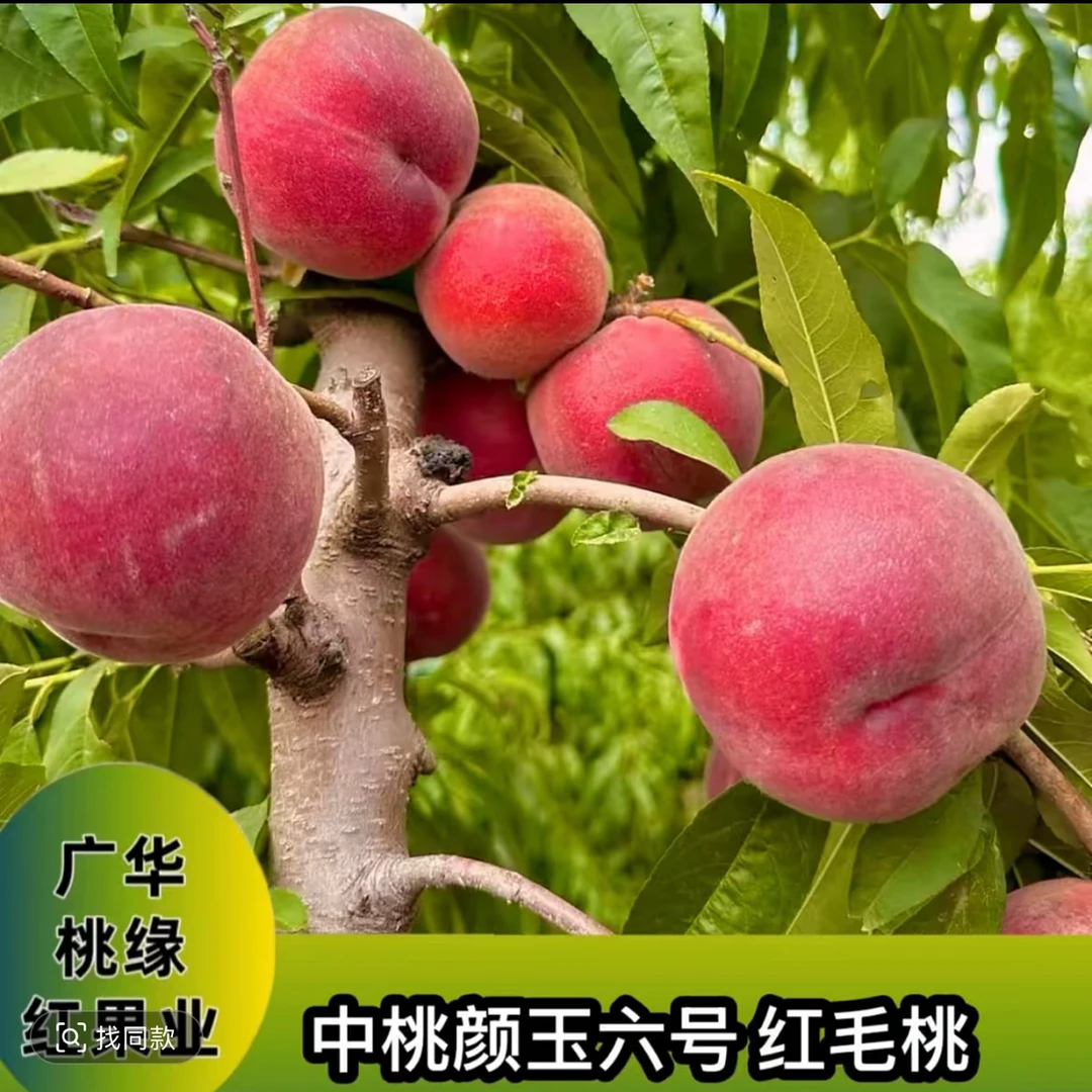 颜玉六号  一年生种子 秋季落叶后发货