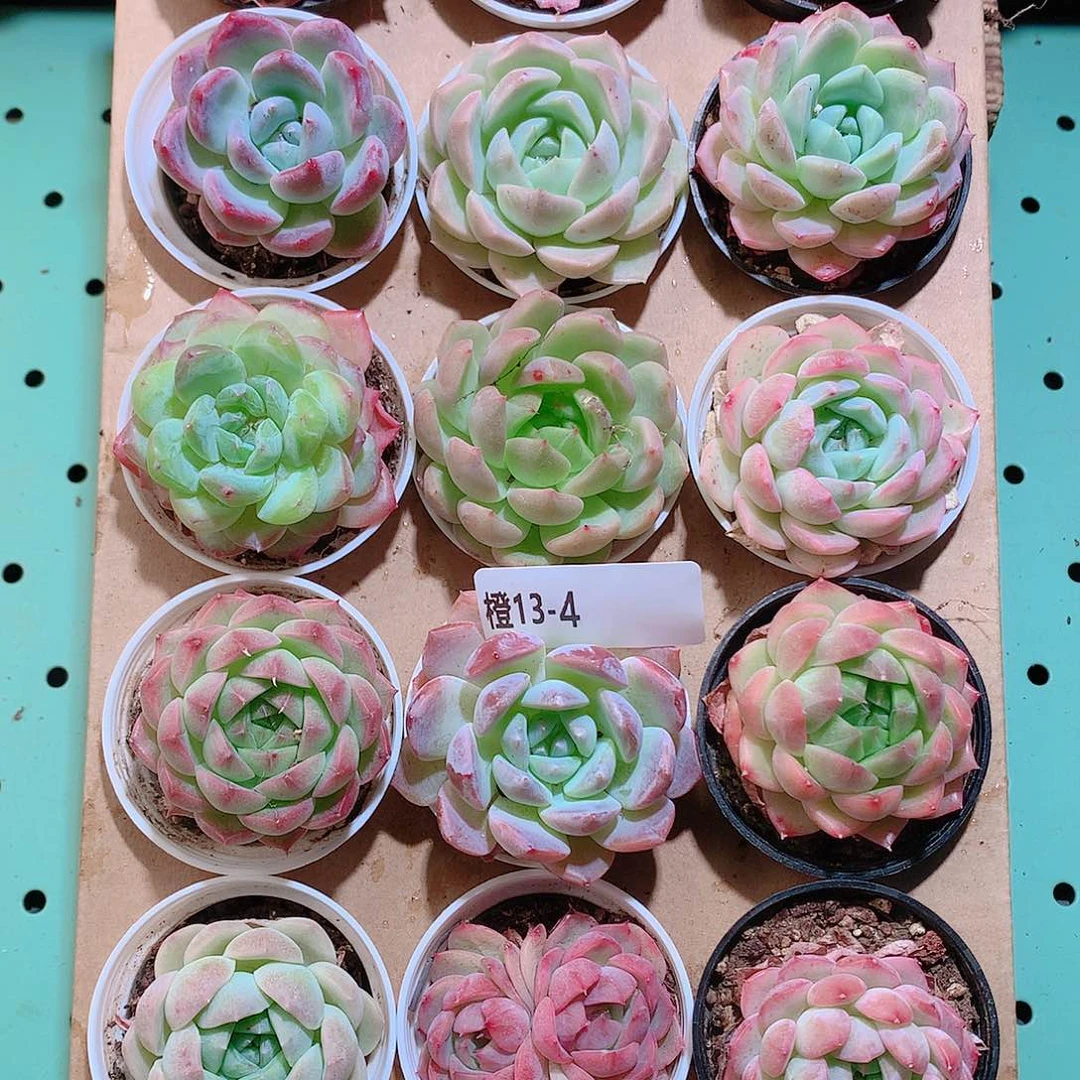 13-4一物一拍带盆18颗