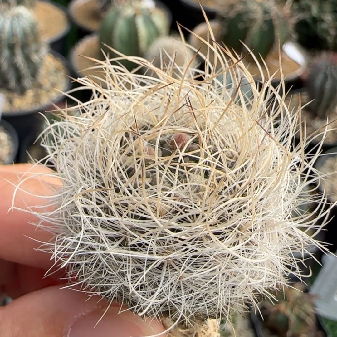 13 实生 仙人球1111