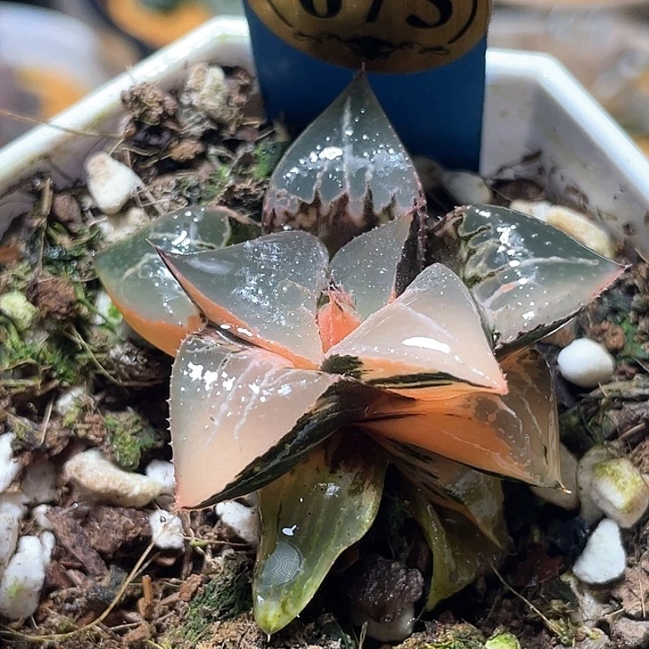 673酒吞锦特选福利