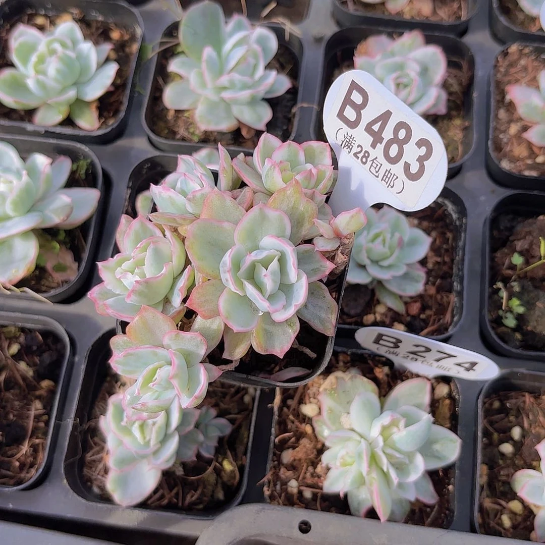 B483伯克利锦一物一拍