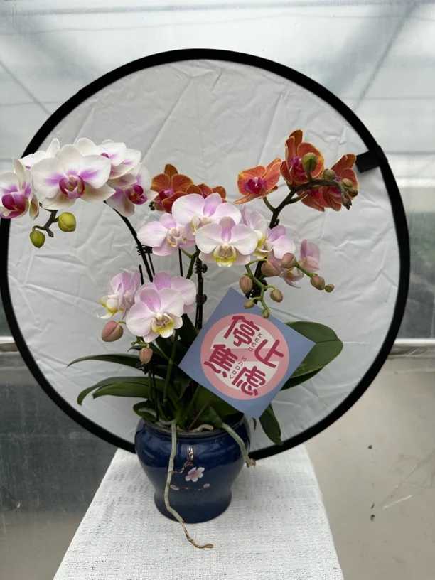 国馨【锦上添花】蝴蝶兰懒人花 室内花卉 花期长 好养活