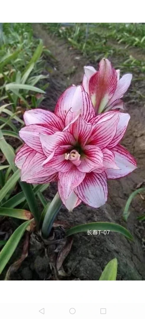 朱顶红百日草T—07，台朱，球直径4厘米多，有根有叶，包邮包对版