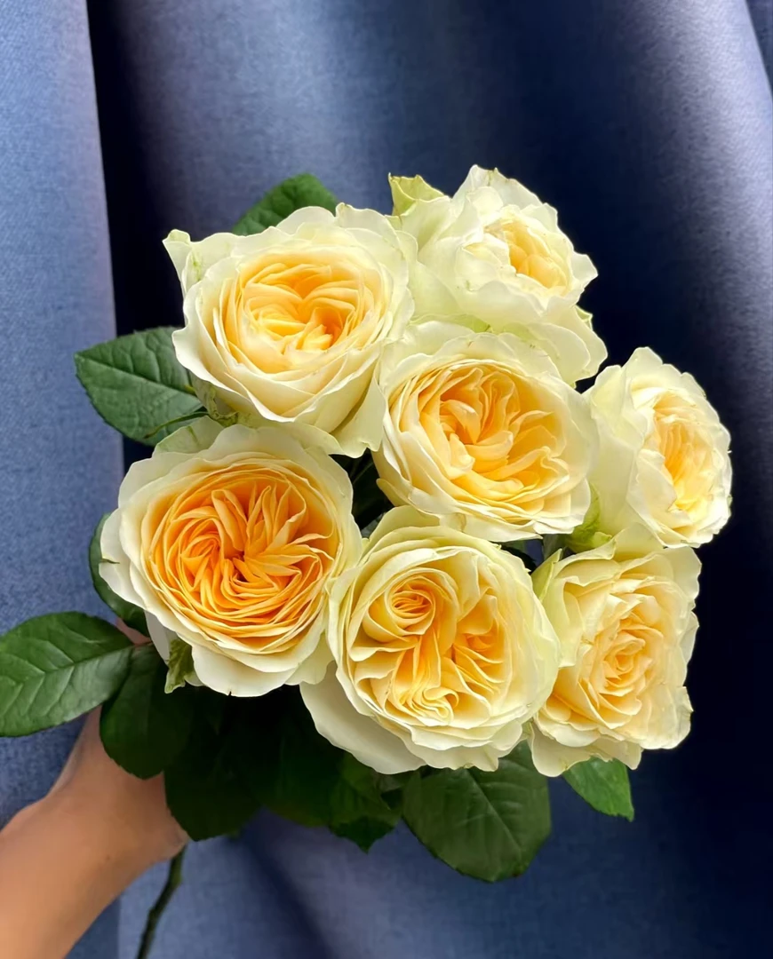 奶油杯--单头玫瑰