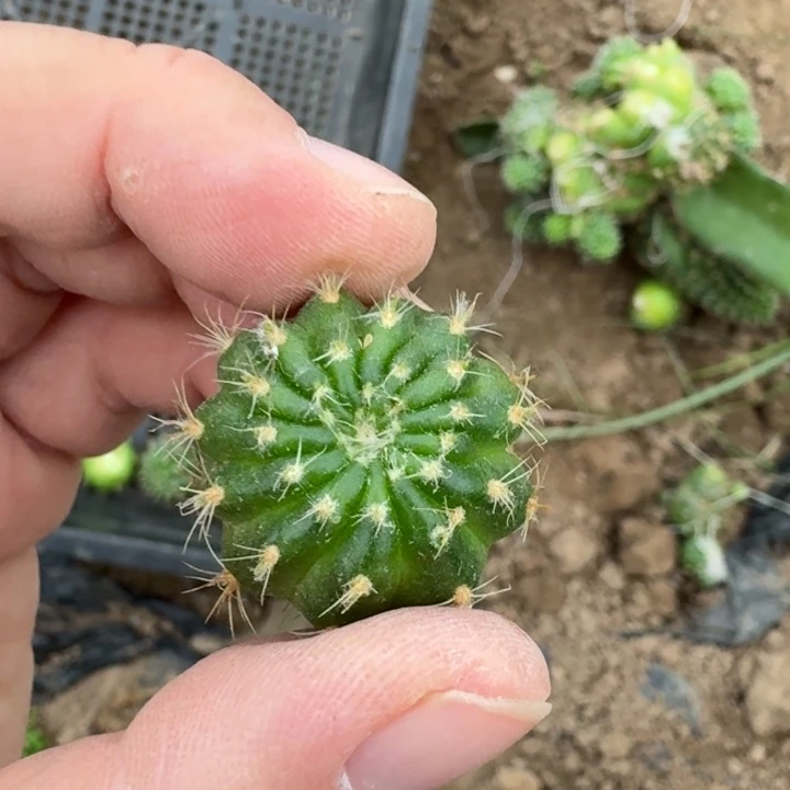 344丽花歪无根侧牙2公分左右斑