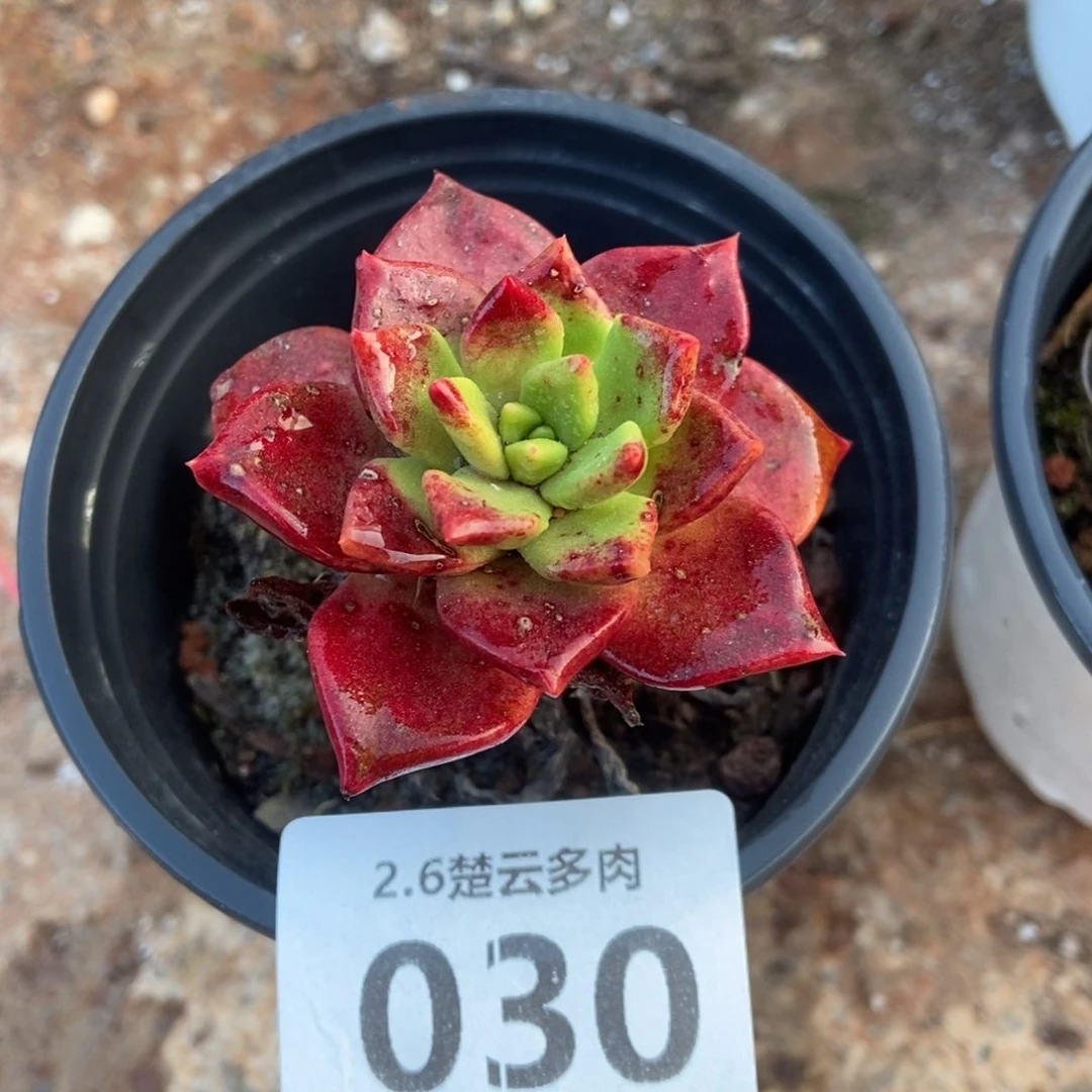 030绿玫瑰多肉植物