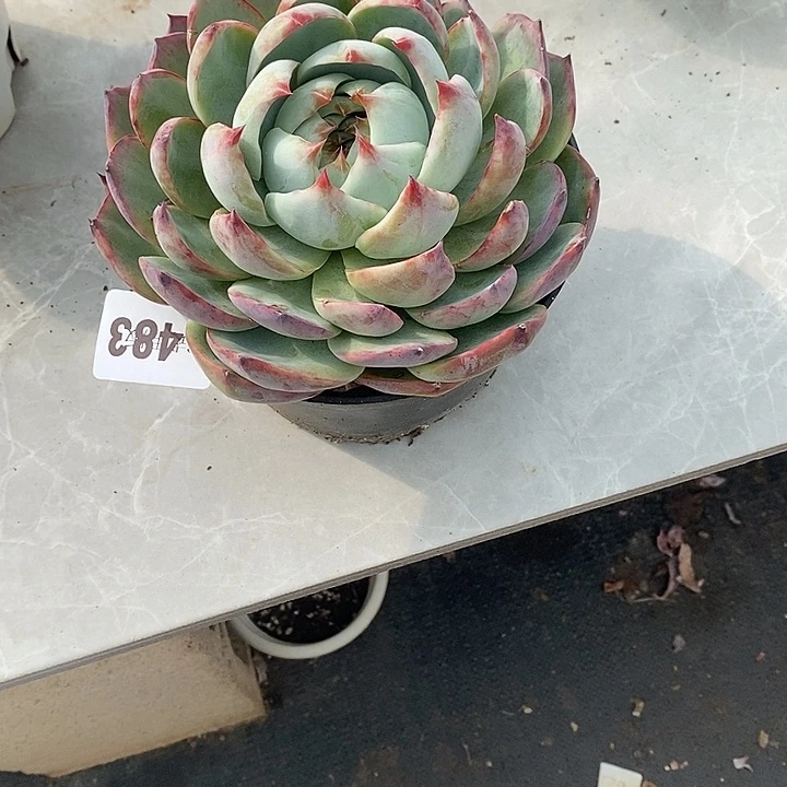 破***茧483惊鸿多肉植物多肉