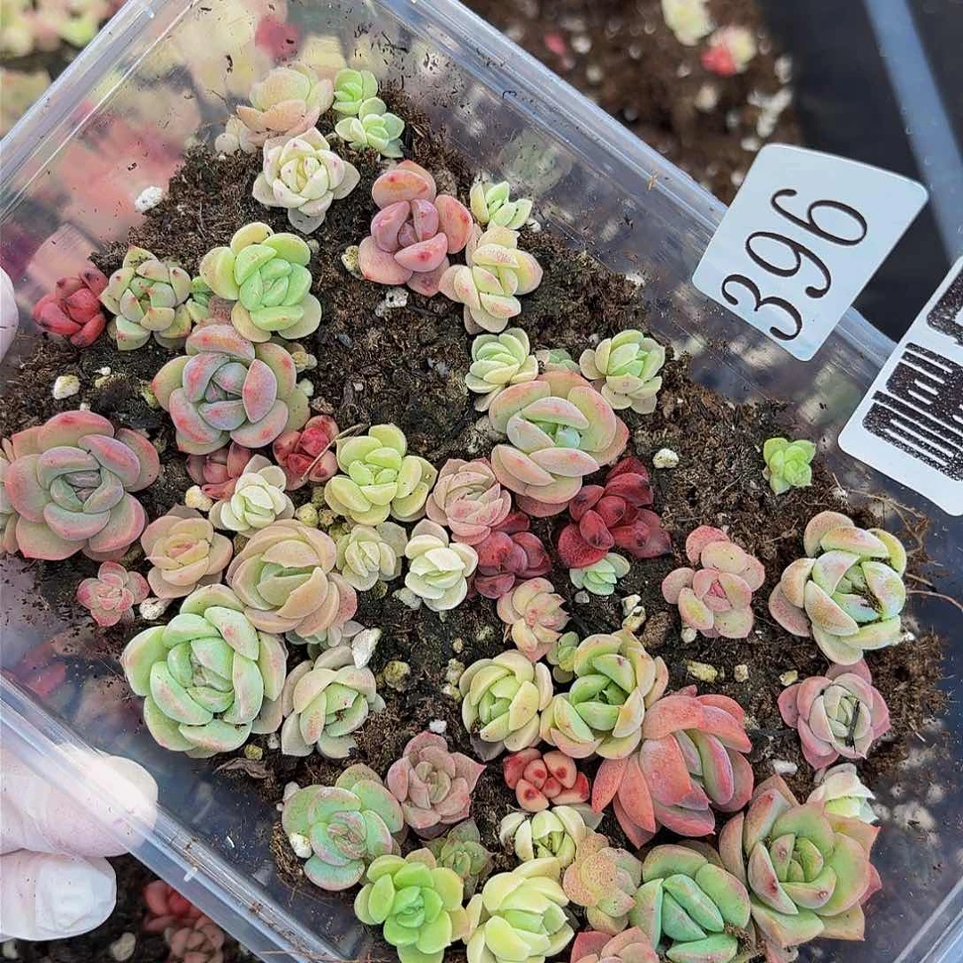 多肉植物多肉植物396