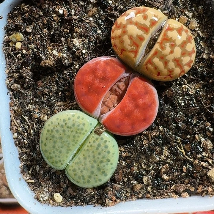 生石花1111111。   338