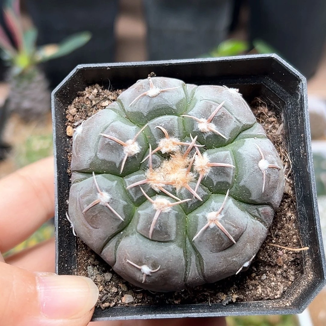 无花朵腹棱龟甲铅皮实生球一颗5.7CM