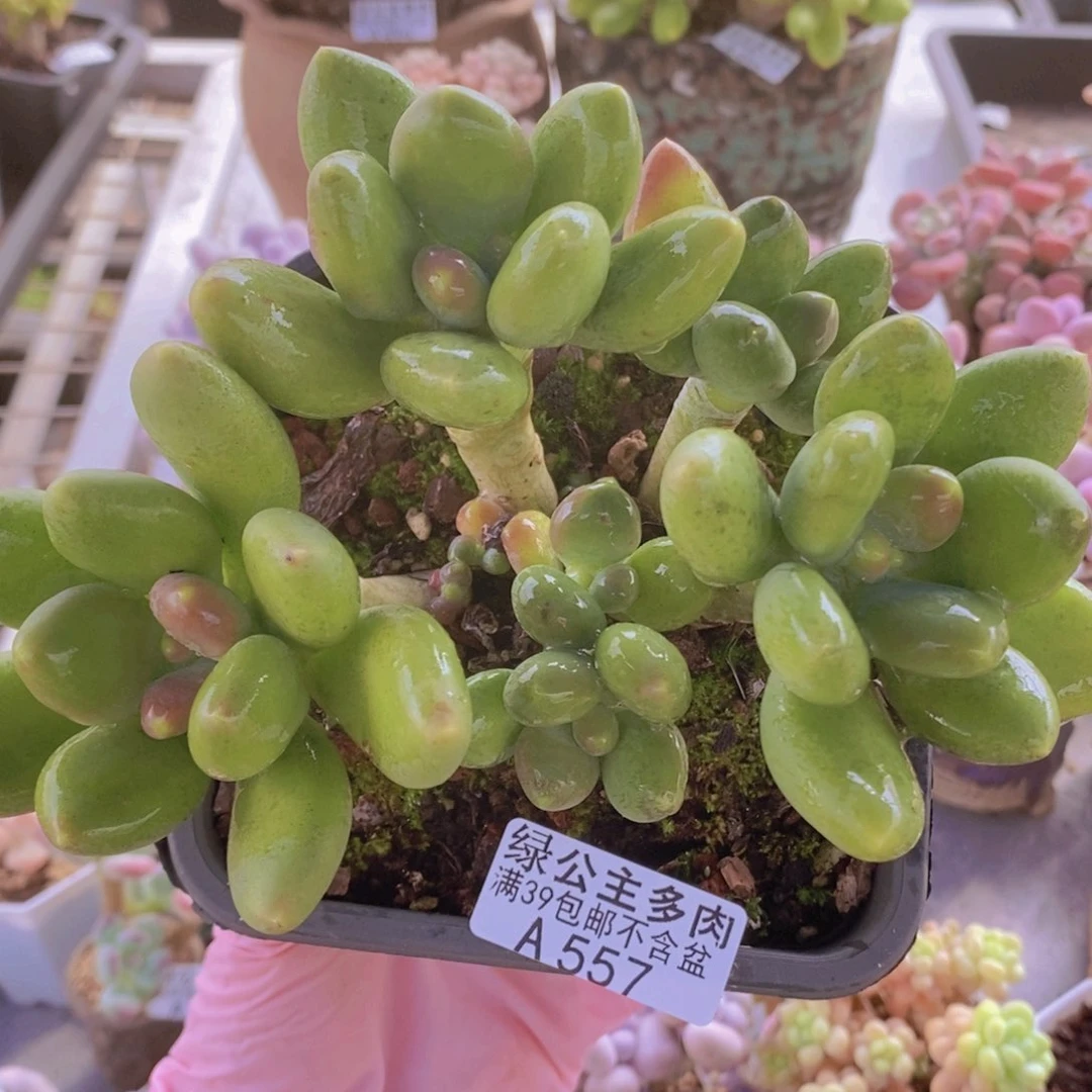 芒果奶老桩14cm557多肉植物