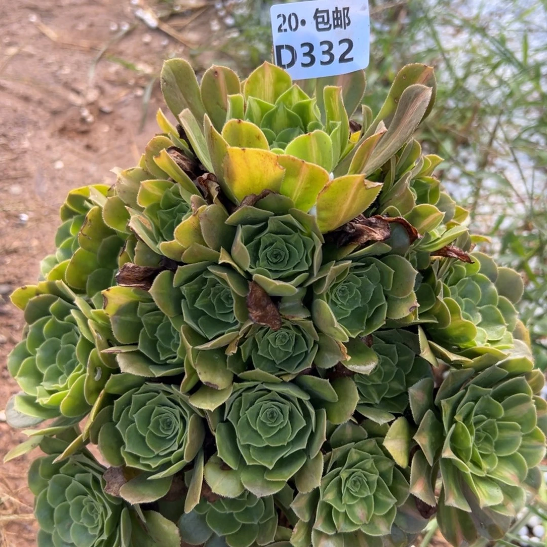 332翡翠琉璃，多肉法师