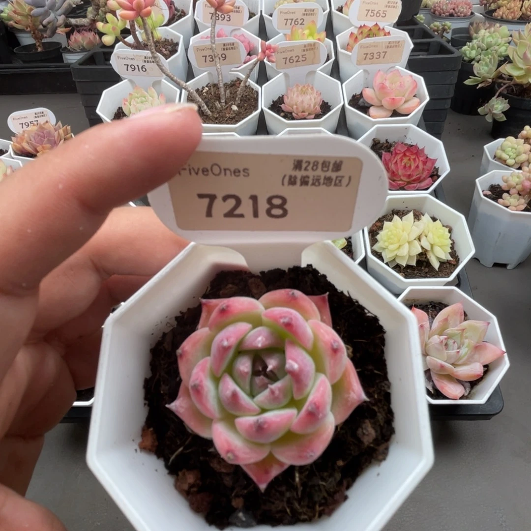 7218吉娃娃4.0厘米