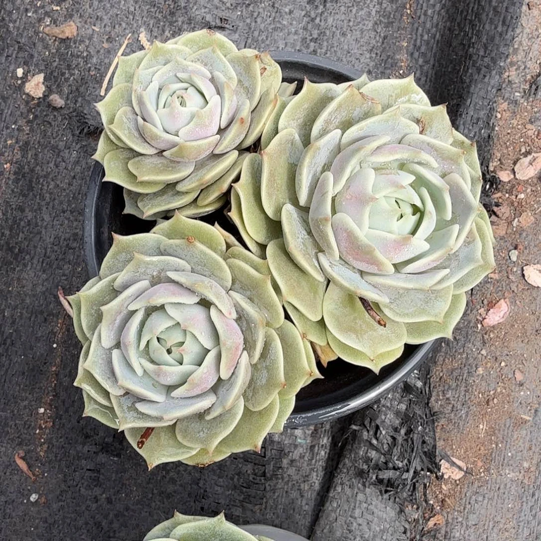 露娜莲多肉植物警惕哦