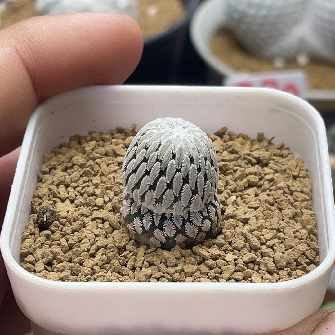 实生精巧丸 带盆土包邮