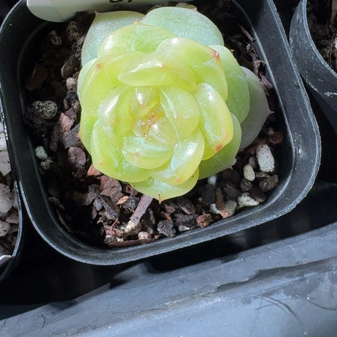 0129-0173-3015单头