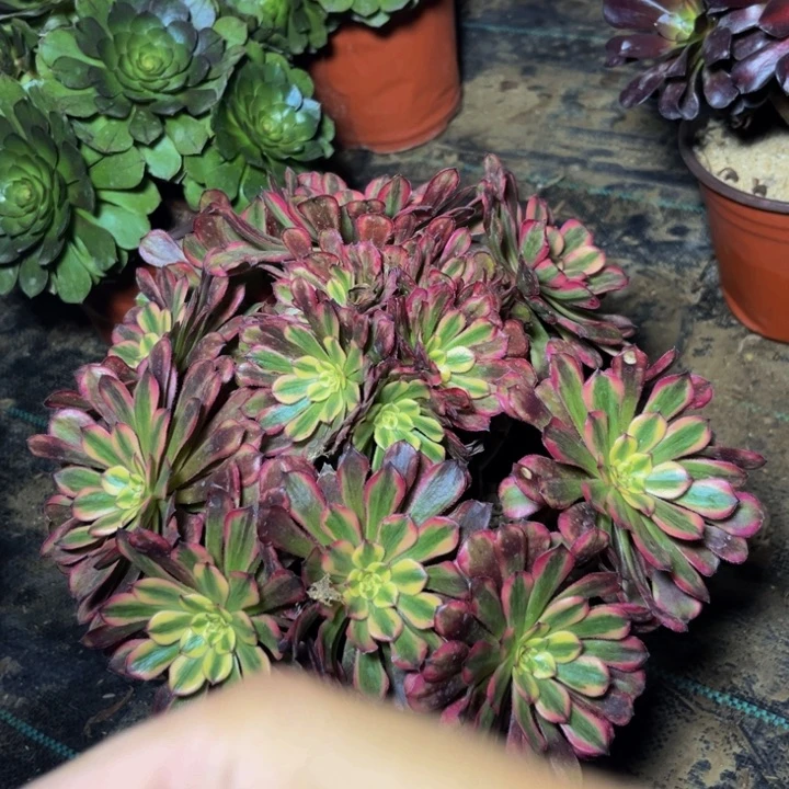 786多肉植物一物一拍