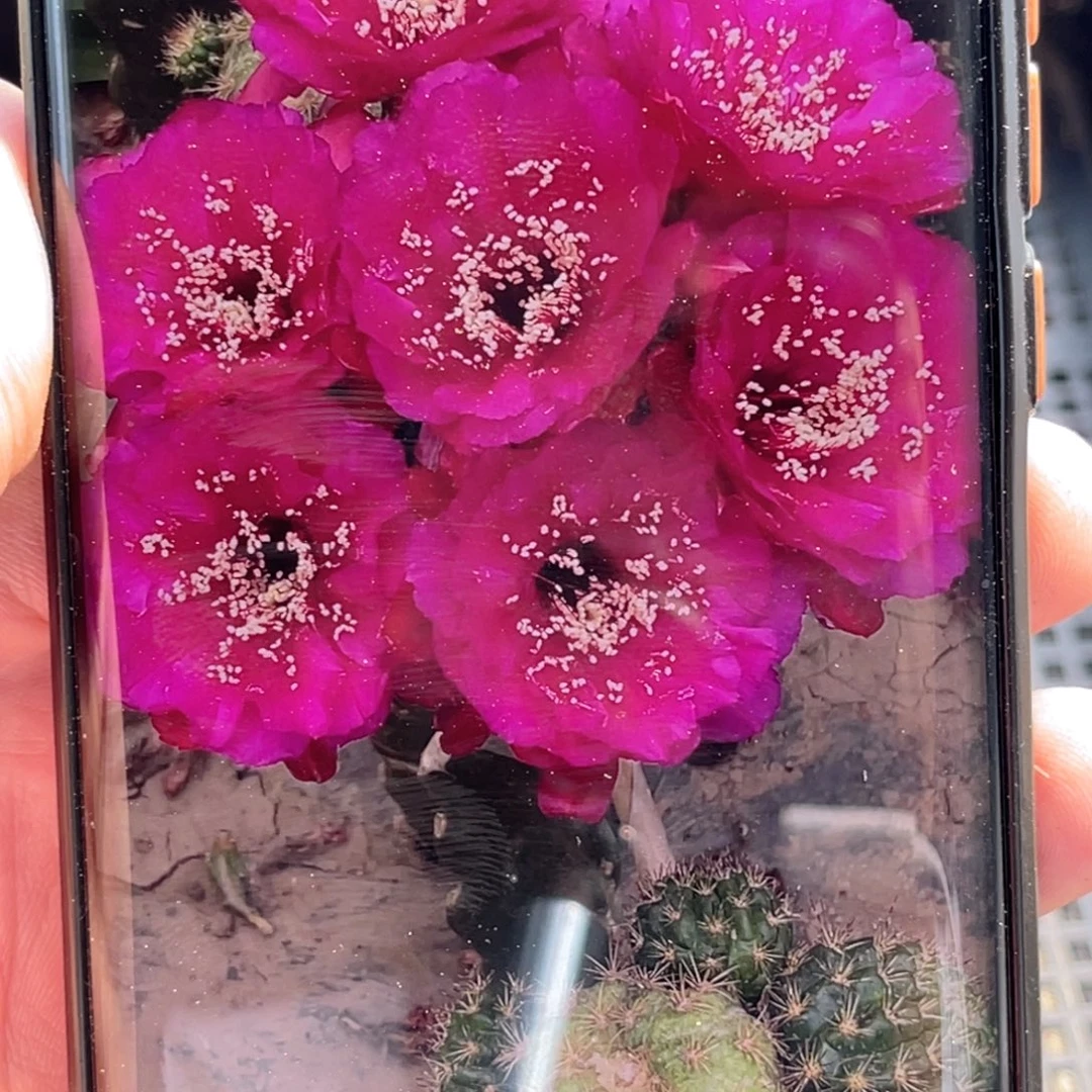 丽花 沃丽花侧芽 歪 满20包邮4公分