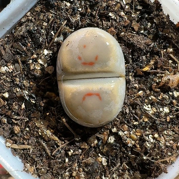 生石花11111111。   163