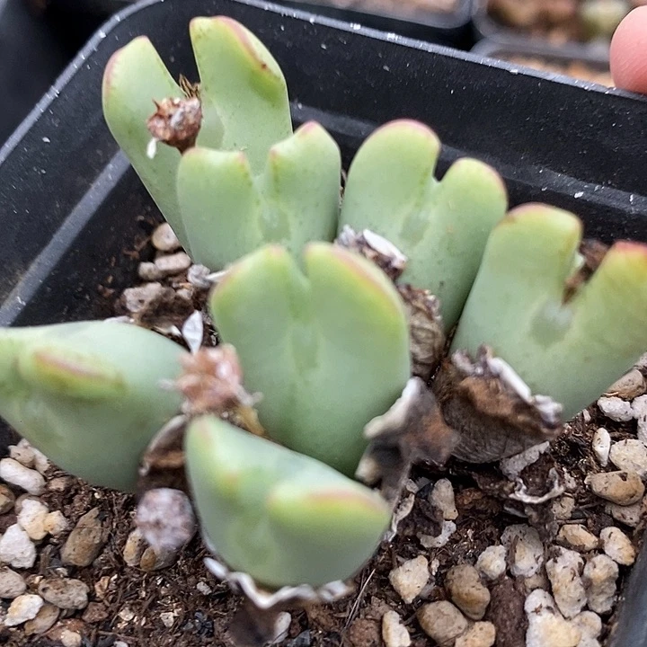 22507少将群生母本一颗