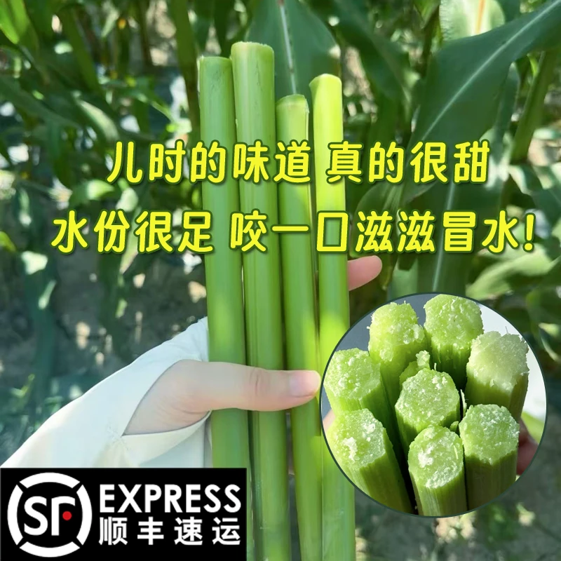 新鲜水果顺丰包邮崇明特产甘蔗甜高粱甜芦粟新鲜甜杆现砍现发当季
