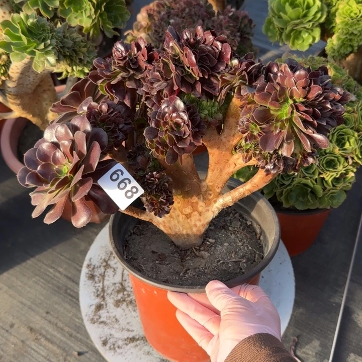 多肉植物欧紫缀668