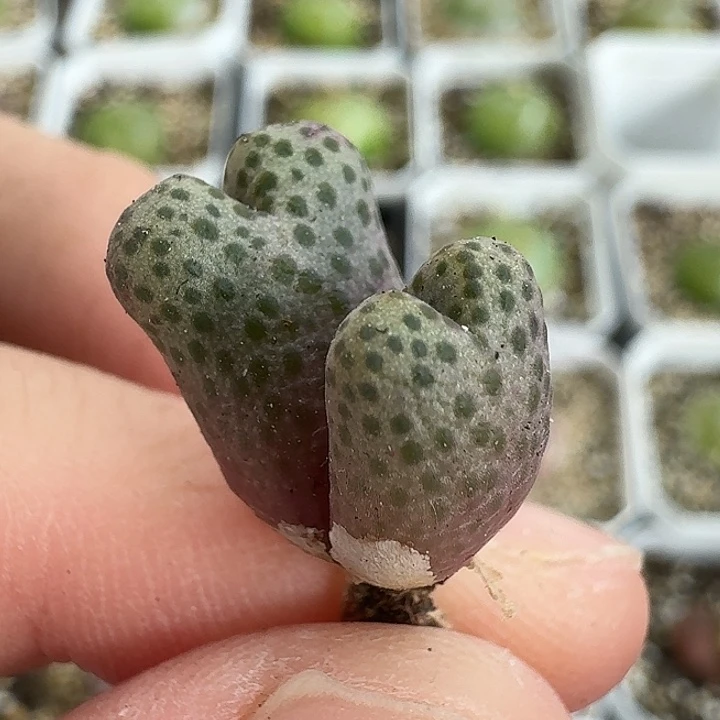 老马生石花95d斑马990