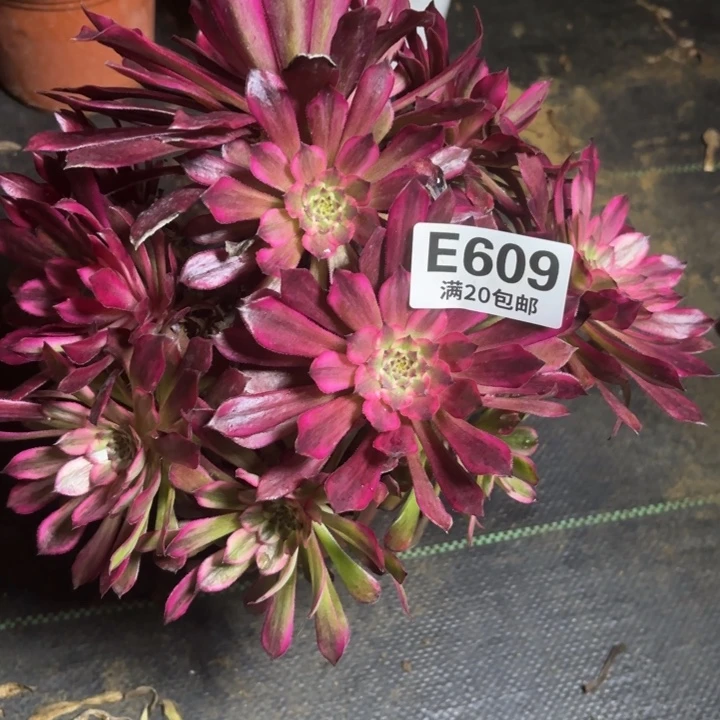 瑞妈一物一拍609