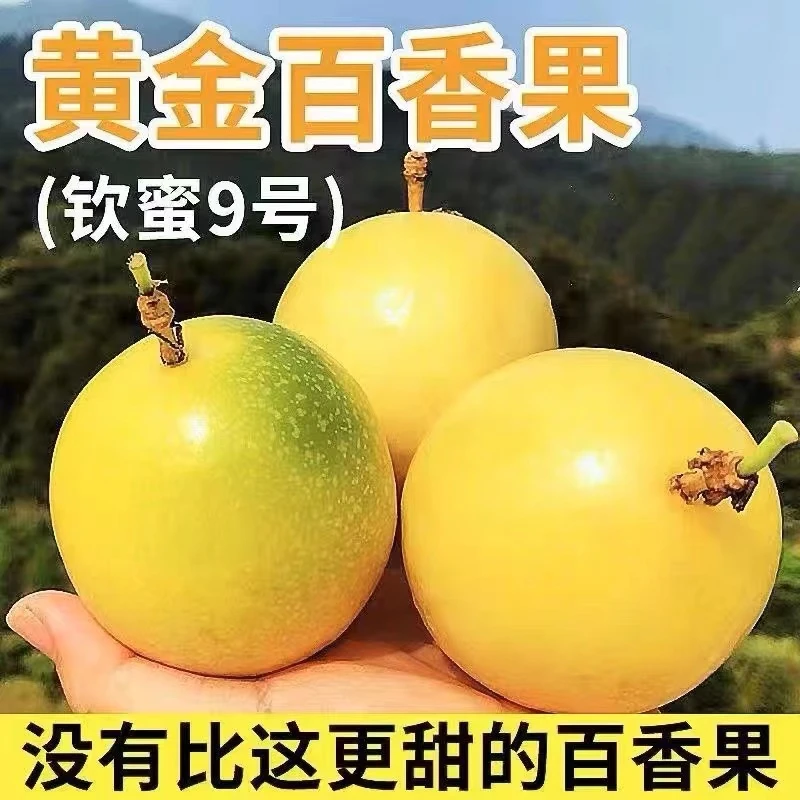正宗海南钦蜜9号百香果每天现摘现发