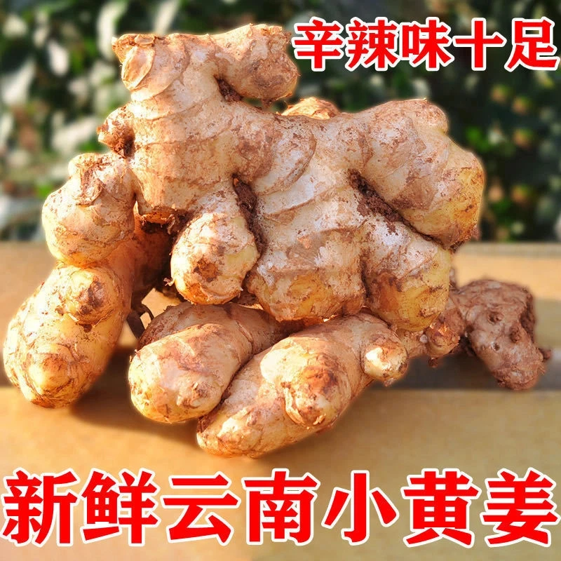 云南小黄姜山地种植新鲜老姜土姜月子姜生姜辛辣浓郁露天种植BS1